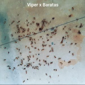Galeria Viper 1