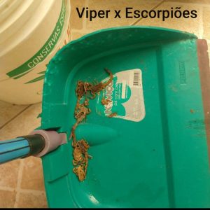 Galeria Viper 4